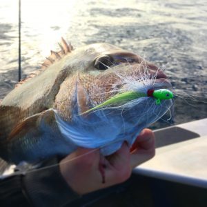 Bucktail Jig catches a nice panny Snapper