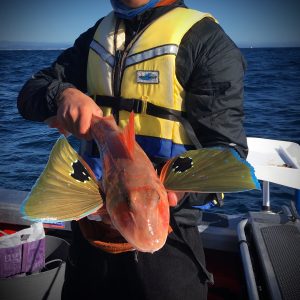 Gurnard fishing NZ